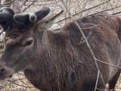 В Ровенской области нашли знаменитого оленя Бориса, пропавшего после ДТП