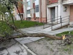 В Ивано-Франковске и Луцке ветер сносит деревья, а во Львове - выпал снег