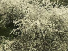 Погода в Украине 27 апреля – существенного тепла не прогнозируют и всю неделю будет холодно