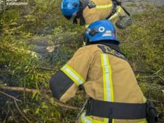 Ураган в Киеве уничтожил исторический каштан на Печерске