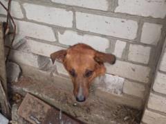 В Кременчуге спасатели освободили собаку, которая застряла в кирпичном заборе