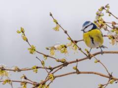 Некоторые районы Киева засыпает снегом