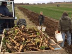 «Хренаши» из закарпатской столицы хрена: один корень может давать урожай 30 лет
