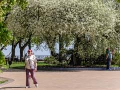 В Чернигове вновь зацвела 10-метровая вишня-антипка, которой около 120 лет
