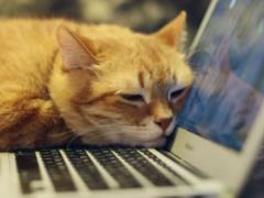 Cats Lock для Mac – появилось приложение, которое защищает клавиатуру от котов