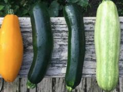 Низкокалорийный продукт: польза и вред кабачков, кому следует избегать