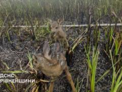 В Ровенской области двух оленей спасли из огненной ловушки