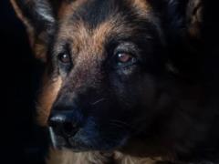 В Британии спасли собаку, которую на надувной лодке унесло на четыре километра в море
