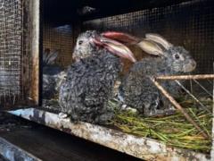 Удар РФ по харьковскому зоопарку – травмированные и погибшие кролики на корм не пойдут, потому что у них много осколков