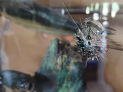 В Днепровском университете в результате ночного удара погиб крокодил, который жил там 25 лет