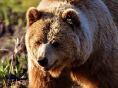 На горной трассе в Румынии турист не заметил медведя, потому что смотрел в телефон