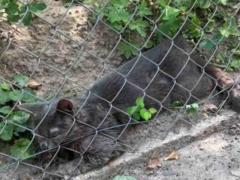 Во Львове ввели карантинные ограничения из-за обнаружения бешенства у кота