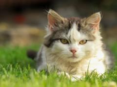 Пропавшая кошка спустя 10 лет вернулась к семье в день рождения своей хозяйки