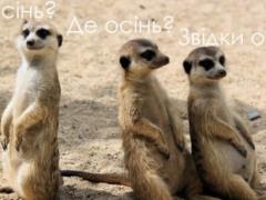 Анекдоты и мемы недели: Как вы провели лето? - Взглядом