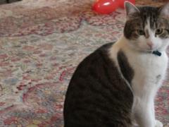 В Британии прооперировали знаменитого кота Ларри, который живет в резиденции премьера