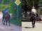 Крим без бензину: місцеві пересіли на коней, туристи опинились в заручниках, а ППО не працює (відео)